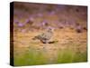 A Ruddy Ground Dove Forages Through Fallen Purple Flowers in Sao Paulo's Ibirapuera Park-Alex Saberi-Stretched Canvas