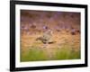 A Ruddy Ground Dove Forages Through Fallen Purple Flowers in Sao Paulo's Ibirapuera Park-Alex Saberi-Framed Photographic Print