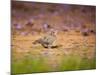 A Ruddy Ground Dove Forages Through Fallen Purple Flowers in Sao Paulo's Ibirapuera Park-Alex Saberi-Mounted Photographic Print