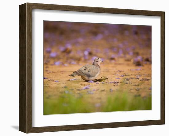 A Ruddy Ground Dove Forages Through Fallen Purple Flowers in Sao Paulo's Ibirapuera Park-Alex Saberi-Framed Photographic Print