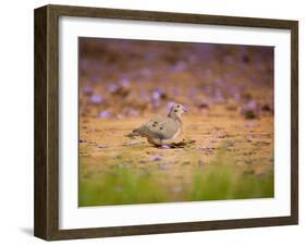 A Ruddy Ground Dove Forages Through Fallen Purple Flowers in Sao Paulo's Ibirapuera Park-Alex Saberi-Framed Photographic Print