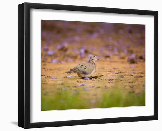 A Ruddy Ground Dove Forages Through Fallen Purple Flowers in Sao Paulo's Ibirapuera Park-Alex Saberi-Framed Photographic Print