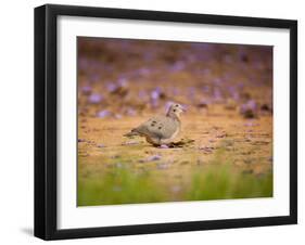 A Ruddy Ground Dove Forages Through Fallen Purple Flowers in Sao Paulo's Ibirapuera Park-Alex Saberi-Framed Photographic Print