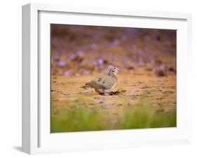 A Ruddy Ground Dove Forages Through Fallen Purple Flowers in Sao Paulo's Ibirapuera Park-Alex Saberi-Framed Photographic Print