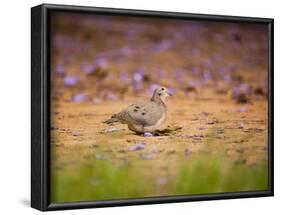 A Ruddy Ground Dove Forages Through Fallen Purple Flowers in Sao Paulo's Ibirapuera Park-Alex Saberi-Framed Photographic Print