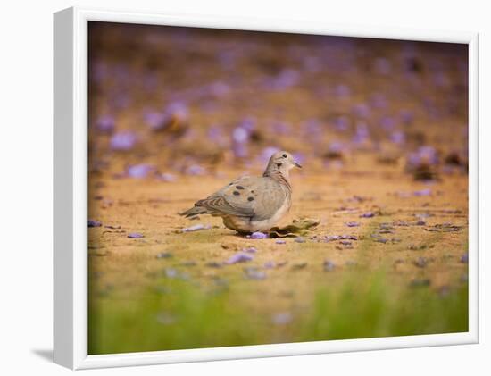 A Ruddy Ground Dove Forages Through Fallen Purple Flowers in Sao Paulo's Ibirapuera Park-Alex Saberi-Framed Photographic Print