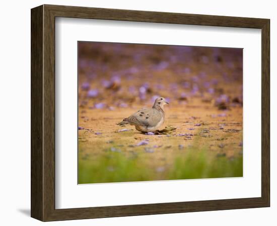 A Ruddy Ground Dove Forages Through Fallen Purple Flowers in Sao Paulo's Ibirapuera Park-Alex Saberi-Framed Photographic Print