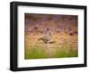 A Ruddy Ground Dove Forages Through Fallen Purple Flowers in Sao Paulo's Ibirapuera Park-Alex Saberi-Framed Photographic Print