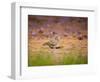 A Ruddy Ground Dove Forages Through Fallen Purple Flowers in Sao Paulo's Ibirapuera Park-Alex Saberi-Framed Photographic Print