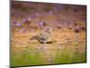 A Ruddy Ground Dove Forages Through Fallen Purple Flowers in Sao Paulo's Ibirapuera Park-Alex Saberi-Mounted Photographic Print