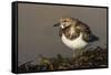 A Ruddy Turnstone (Arenaria Interpres) in its Winter Plumage on the Southern California Coast-Neil Losin-Framed Stretched Canvas