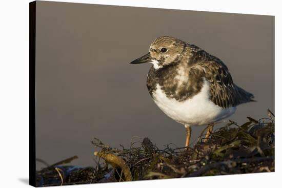 A Ruddy Turnstone (Arenaria Interpres) in its Winter Plumage on the Southern California Coast-Neil Losin-Stretched Canvas