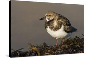 A Ruddy Turnstone (Arenaria Interpres) in its Winter Plumage on the Southern California Coast-Neil Losin-Stretched Canvas