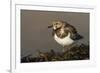 A Ruddy Turnstone (Arenaria Interpres) in its Winter Plumage on the Southern California Coast-Neil Losin-Framed Photographic Print