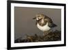 A Ruddy Turnstone (Arenaria Interpres) in its Winter Plumage on the Southern California Coast-Neil Losin-Framed Photographic Print