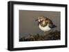 A Ruddy Turnstone (Arenaria Interpres) in its Winter Plumage on the Southern California Coast-Neil Losin-Framed Photographic Print