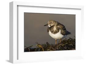 A Ruddy Turnstone (Arenaria Interpres) in its Winter Plumage on the Southern California Coast-Neil Losin-Framed Photographic Print