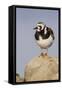 A Ruddy Turnstone in its Breeding Plumage on the Southern California Coast-Neil Losin-Framed Stretched Canvas