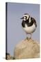 A Ruddy Turnstone in its Breeding Plumage on the Southern California Coast-Neil Losin-Stretched Canvas