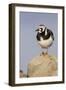 A Ruddy Turnstone in its Breeding Plumage on the Southern California Coast-Neil Losin-Framed Premium Photographic Print