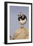 A Ruddy Turnstone in its Breeding Plumage on the Southern California Coast-Neil Losin-Framed Premium Photographic Print