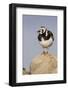 A Ruddy Turnstone in its Breeding Plumage on the Southern California Coast-Neil Losin-Framed Photographic Print