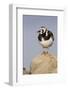 A Ruddy Turnstone in its Breeding Plumage on the Southern California Coast-Neil Losin-Framed Photographic Print