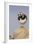 A Ruddy Turnstone in its Breeding Plumage on the Southern California Coast-Neil Losin-Framed Photographic Print