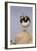 A Ruddy Turnstone in its Breeding Plumage on the Southern California Coast-Neil Losin-Framed Photographic Print