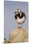 A Ruddy Turnstone in its Breeding Plumage on the Southern California Coast-Neil Losin-Mounted Photographic Print