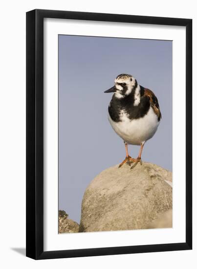 A Ruddy Turnstone in its Breeding Plumage on the Southern California Coast-Neil Losin-Framed Photographic Print