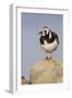 A Ruddy Turnstone in its Breeding Plumage on the Southern California Coast-Neil Losin-Framed Photographic Print