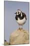 A Ruddy Turnstone in its Breeding Plumage on the Southern California Coast-Neil Losin-Mounted Photographic Print
