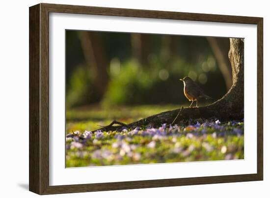 A Rufous Bellied Thrush, Turdus Rufiventris, in Ibirapuera Park Illuminated by the Sunrise-Alex Saberi-Framed Photographic Print