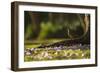 A Rufous Bellied Thrush, Turdus Rufiventris, in Ibirapuera Park Illuminated by the Sunrise-Alex Saberi-Framed Photographic Print