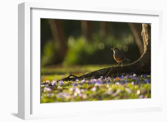 A Rufous Bellied Thrush, Turdus Rufiventris, in Ibirapuera Park Illuminated by the Sunrise-Alex Saberi-Framed Photographic Print