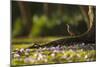 A Rufous Bellied Thrush, Turdus Rufiventris, in Ibirapuera Park Illuminated by the Sunrise-Alex Saberi-Mounted Photographic Print