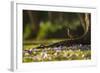 A Rufous Bellied Thrush, Turdus Rufiventris, in Ibirapuera Park Illuminated by the Sunrise-Alex Saberi-Framed Photographic Print