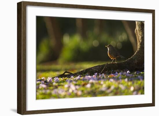 A Rufous Bellied Thrush, Turdus Rufiventris, in Ibirapuera Park Illuminated by the Sunrise-Alex Saberi-Framed Photographic Print