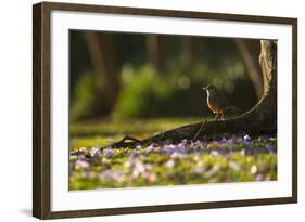 A Rufous Bellied Thrush, Turdus Rufiventris, in Ibirapuera Park Illuminated by the Sunrise-Alex Saberi-Framed Photographic Print