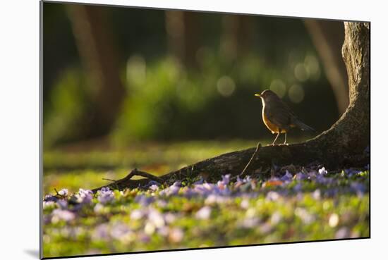 A Rufous Bellied Thrush, Turdus Rufiventris, in Ibirapuera Park Illuminated by the Sunrise-Alex Saberi-Mounted Photographic Print