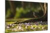 A Rufous Bellied Thrush, Turdus Rufiventris, in Ibirapuera Park Illuminated by the Sunrise-Alex Saberi-Mounted Photographic Print