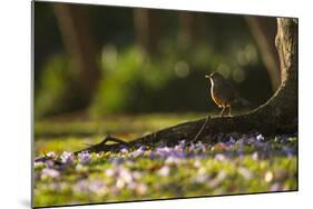 A Rufous Bellied Thrush, Turdus Rufiventris, in Ibirapuera Park Illuminated by the Sunrise-Alex Saberi-Mounted Photographic Print