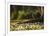 A Rufous Bellied Thrush, Turdus Rufiventris, in Ibirapuera Park Illuminated by the Sunrise-Alex Saberi-Framed Photographic Print