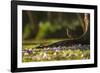 A Rufous Bellied Thrush, Turdus Rufiventris, in Ibirapuera Park Illuminated by the Sunrise-Alex Saberi-Framed Photographic Print