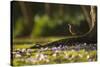 A Rufous Bellied Thrush, Turdus Rufiventris, in Ibirapuera Park Illuminated by the Sunrise-Alex Saberi-Stretched Canvas