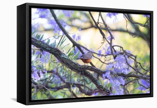 A Rufous Bellied Thrush, Turdus Rufiventris, on a Jacaranda Tree Branch in Ibirapuera Park-Alex Saberi-Framed Stretched Canvas