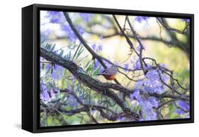 A Rufous Bellied Thrush, Turdus Rufiventris, on a Jacaranda Tree Branch in Ibirapuera Park-Alex Saberi-Framed Stretched Canvas