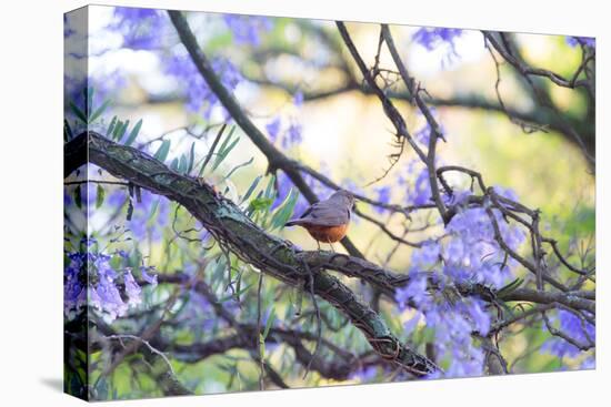 A Rufous Bellied Thrush, Turdus Rufiventris, on a Jacaranda Tree Branch in Ibirapuera Park-Alex Saberi-Stretched Canvas