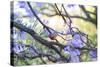 A Rufous Bellied Thrush, Turdus Rufiventris, on a Jacaranda Tree Branch in Ibirapuera Park-Alex Saberi-Stretched Canvas